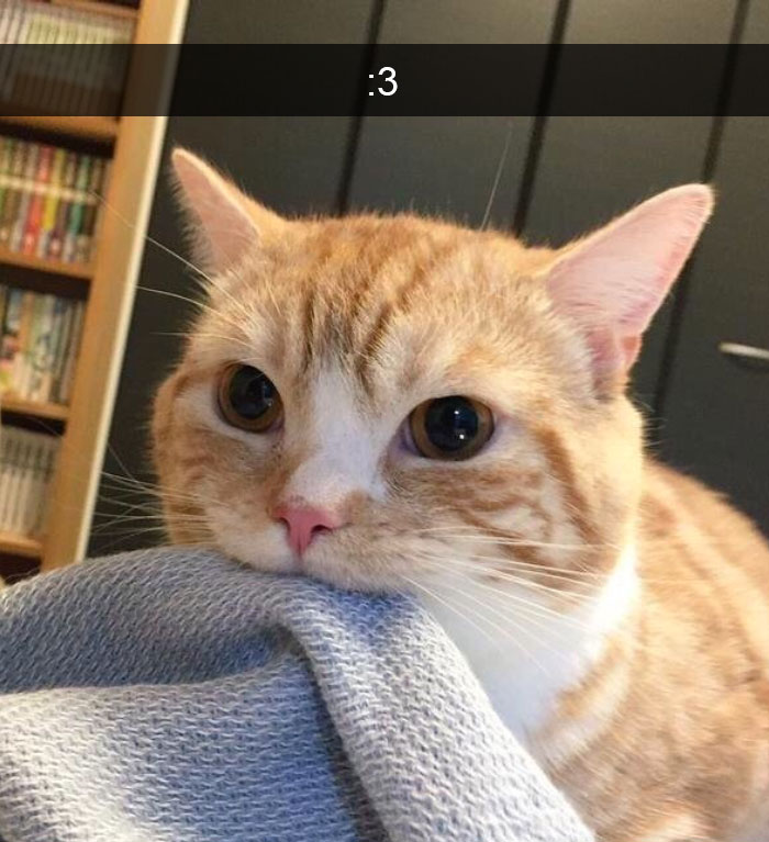 Funny-Pics-Cat-Snapchat