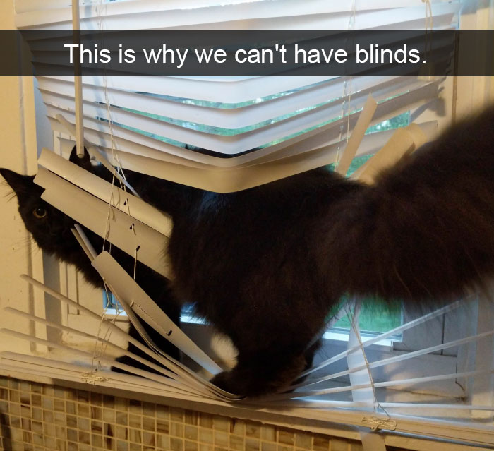 Funny-Pics-Cat-Snapchat