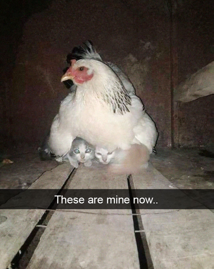 Funny-Pics-Cat-Snapchat