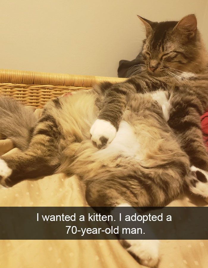 Funny-Pics-Cat-Snapchat