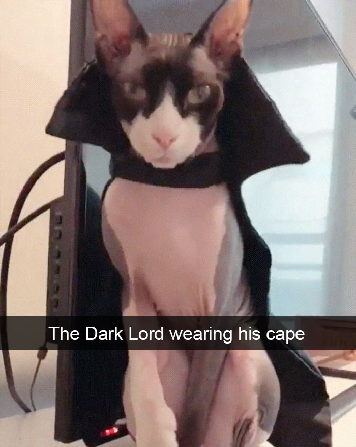 Funny-Pics-Cat-Snapchat