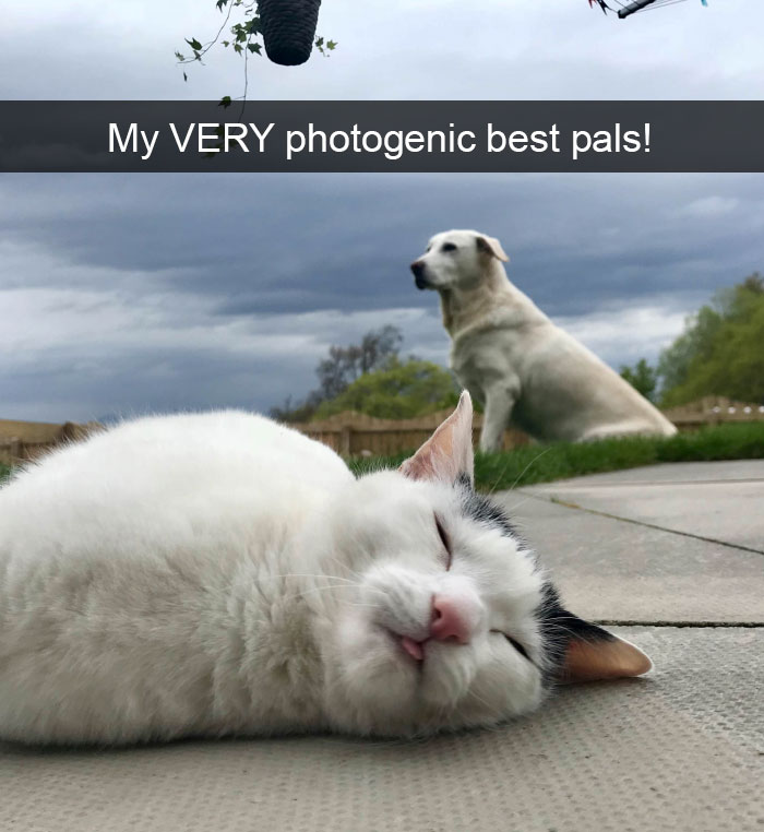 Funny-Pics-Cat-Snapchat