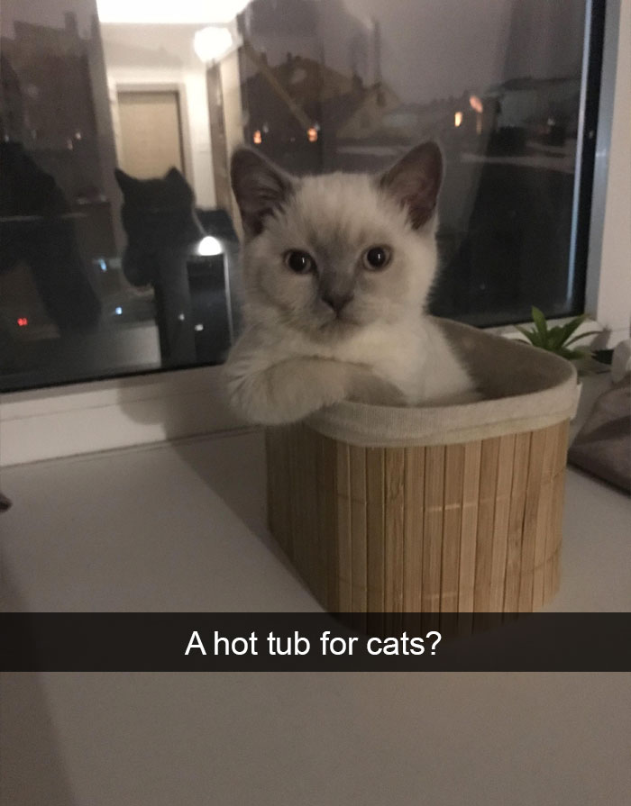 Funny-Pics-Cat-Snapchat