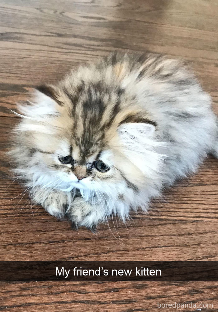 Funny-Pics-Cat-Snapchat