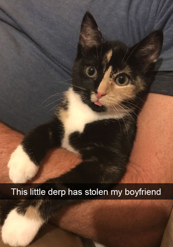 Funny-Pics-Cat-Snapchat