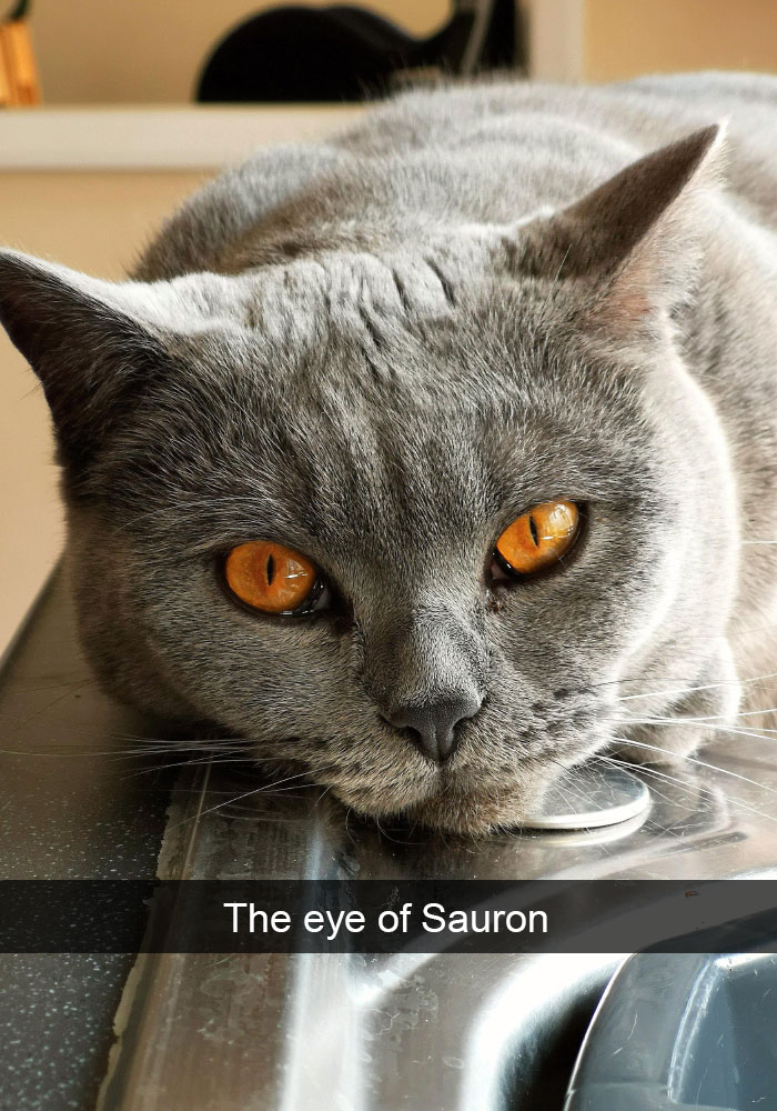 Funny-Pics-Cat-Snapchat