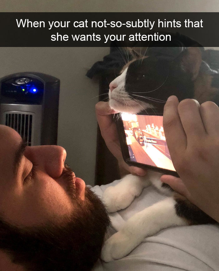 Funny-Pics-Cat-Snapchat