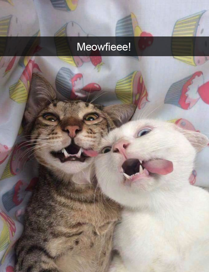 Funny-Pics-Cat-Snapchat