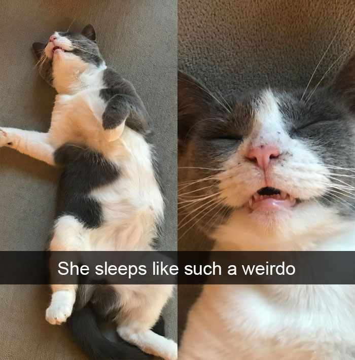 Funny-Pics-Cat-Snapchat