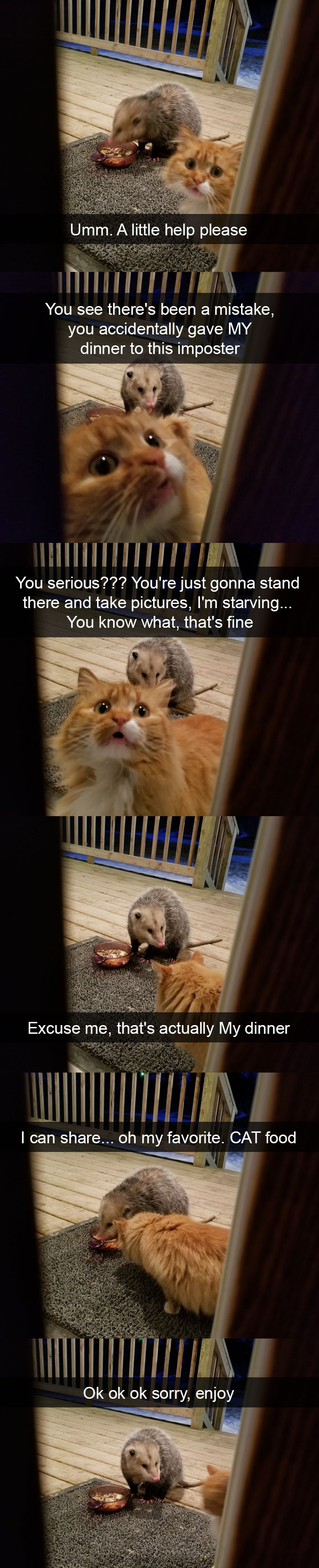 Funny-Pics-Cat-Snapchat