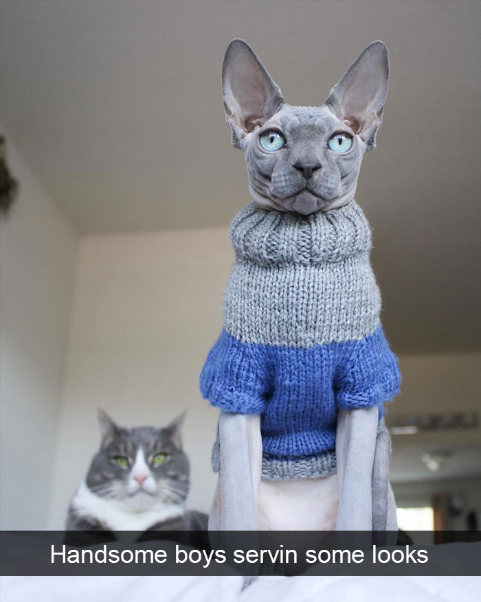 Funny-Pics-Cat-Snapchat