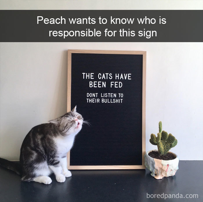 Funny-Pics-Cat-Snapchat