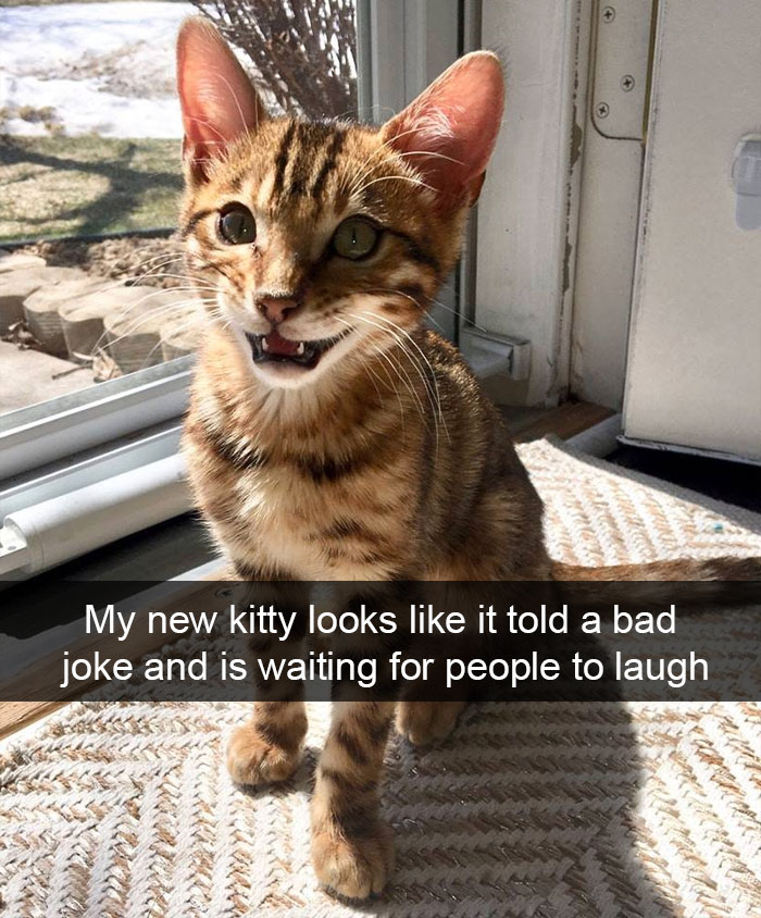 Funny-Pics-Cat-Snapchat