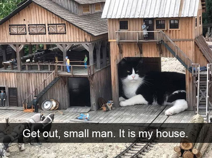 Funny-Pics-Cat-Snapchat