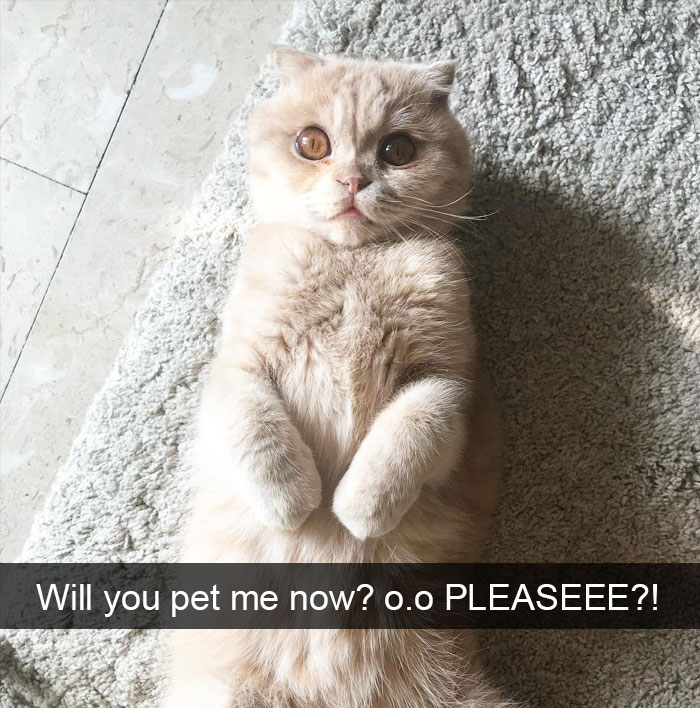 Funny-Pics-Cat-Snapchat