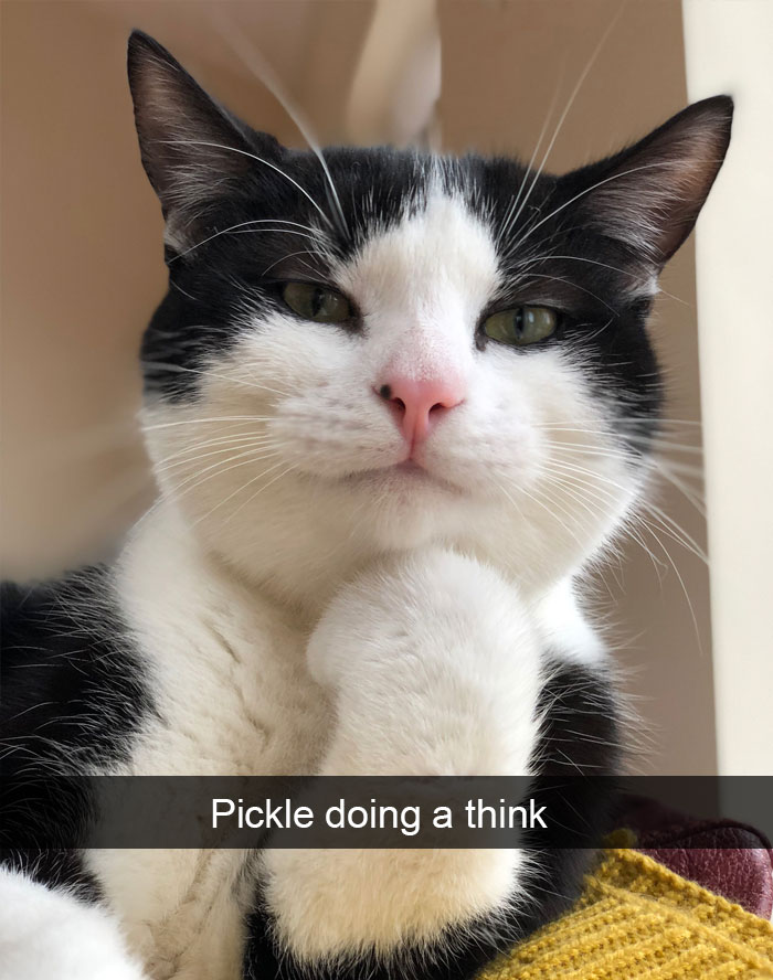 Funny-Pics-Cat-Snapchat