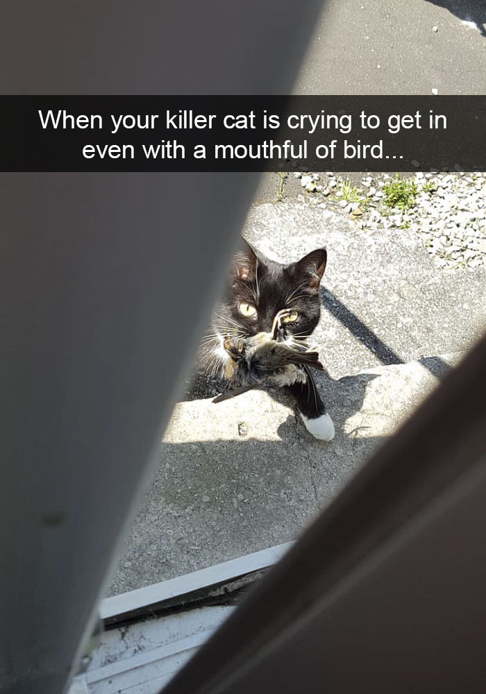 Funny-Pics-Cat-Snapchat