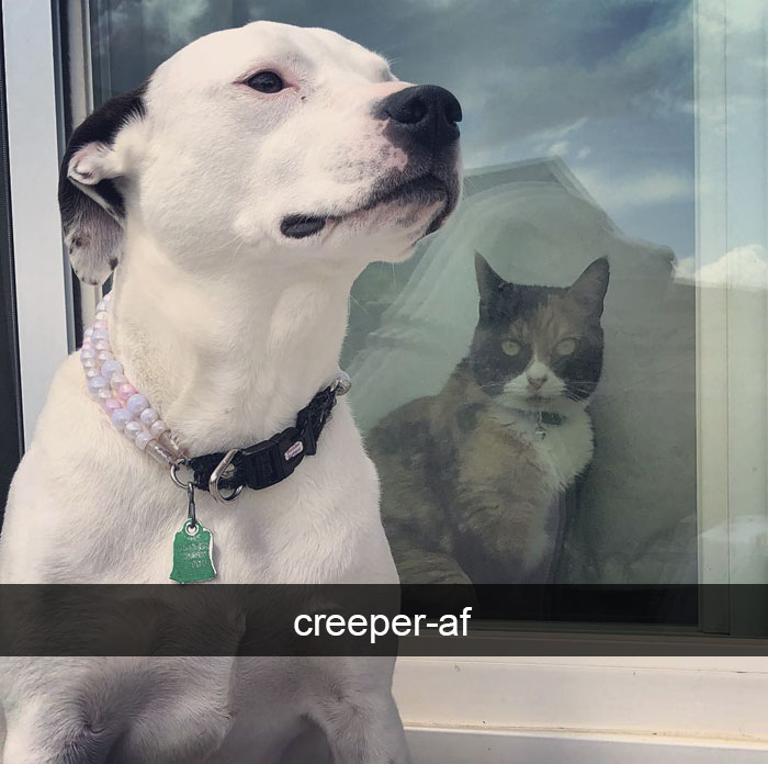 Funny-Pics-Cat-Snapchat