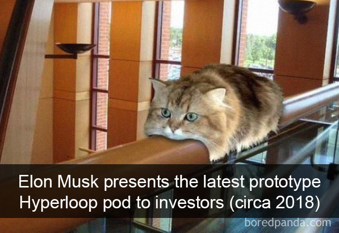 Funny-Pics-Cat-Snapchat