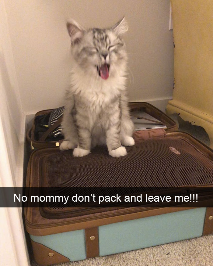 Funny-Pics-Cat-Snapchat