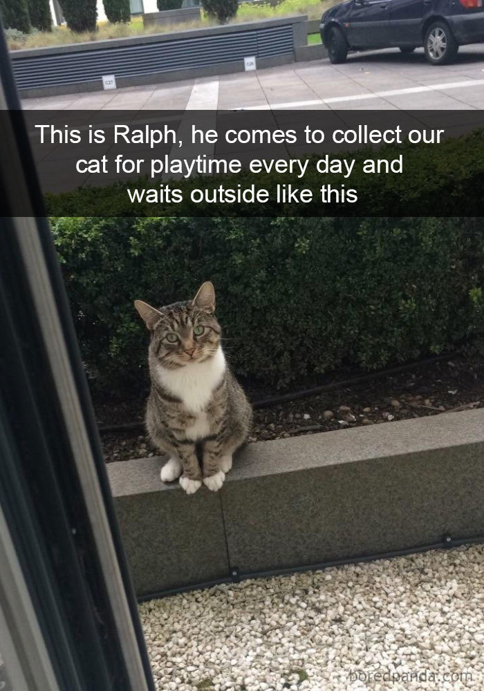 Funny-Pics-Cat-Snapchat