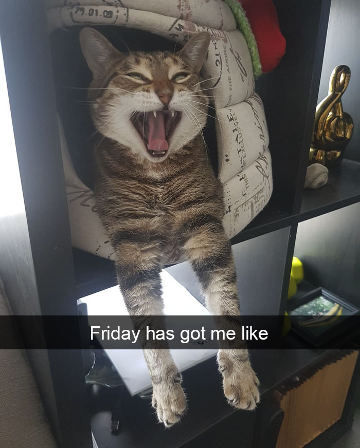 Funny-Pics-Cat-Snapchat
