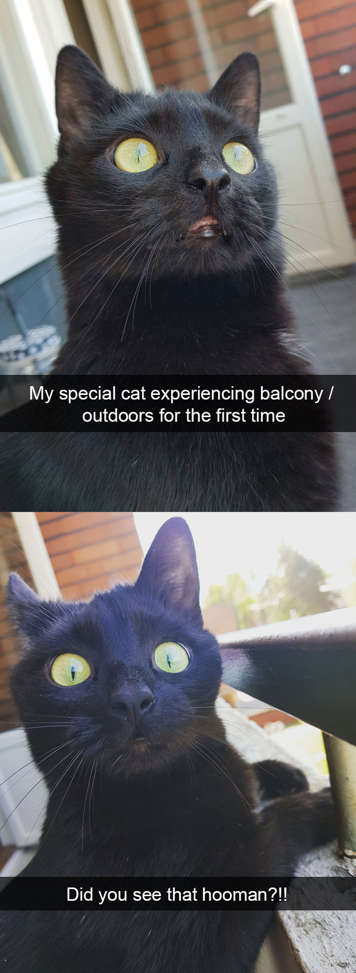 Funny-Pics-Cat-Snapchat
