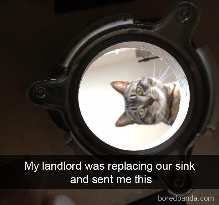 Funny-Pics-Cat-Snapchat