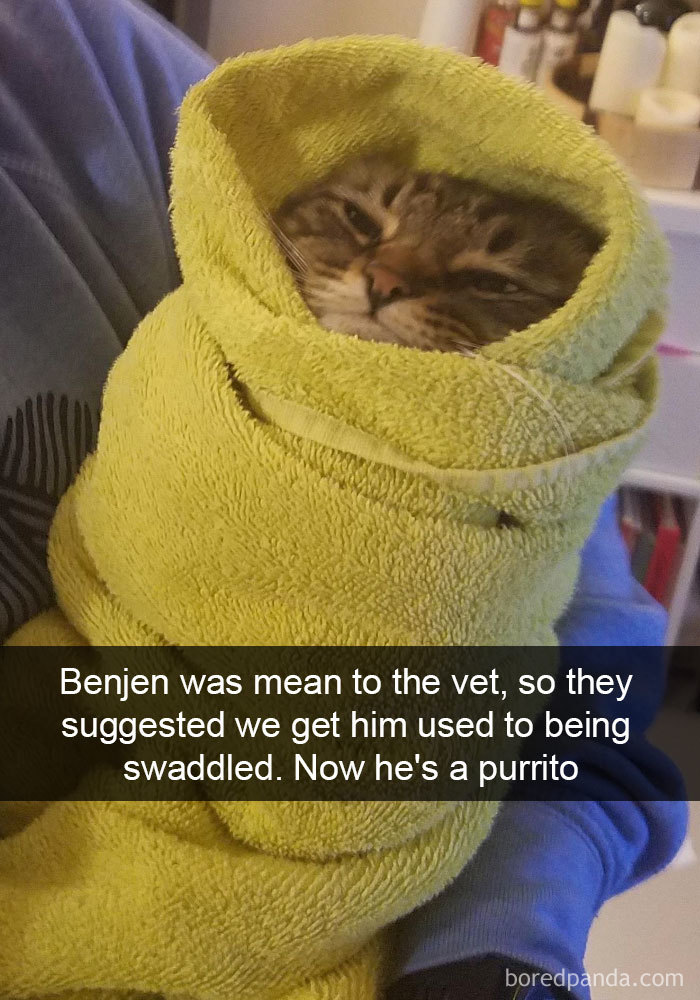 Funny-Pics-Cat-Snapchat