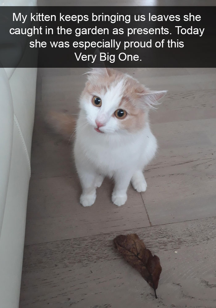 Funny-Pics-Cat-Snapchat