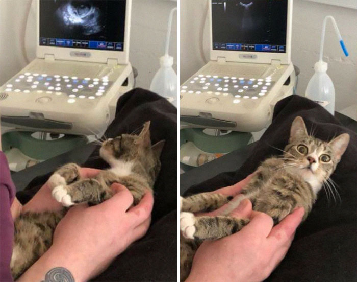 25 Divertidos snapchats de gatos con los que es imposible no reírse (Nuevas imágenes)