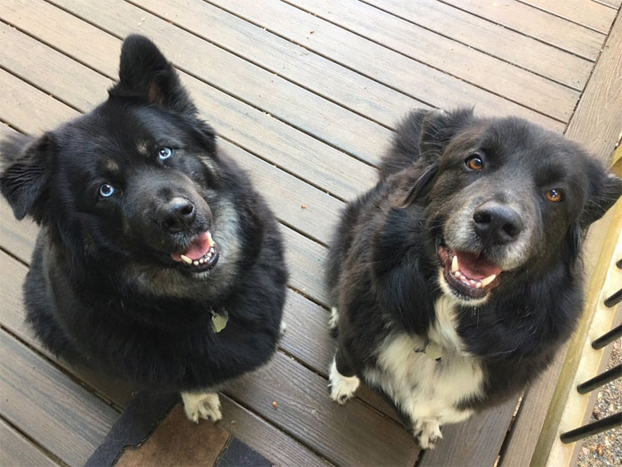 Woman Shares Her Epic Dog Saga On Twitter, And It Will Bring You Tears Of Laughter