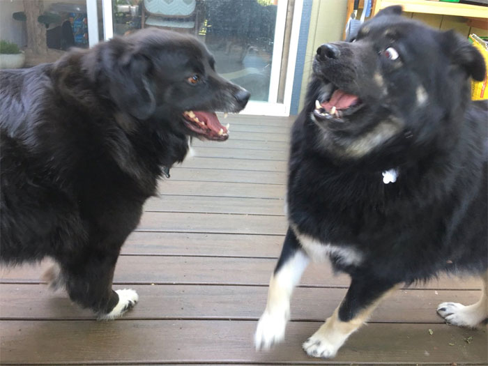 Woman Shares Her Epic Dog Saga On Twitter, And It Will Bring You Tears Of Laughter