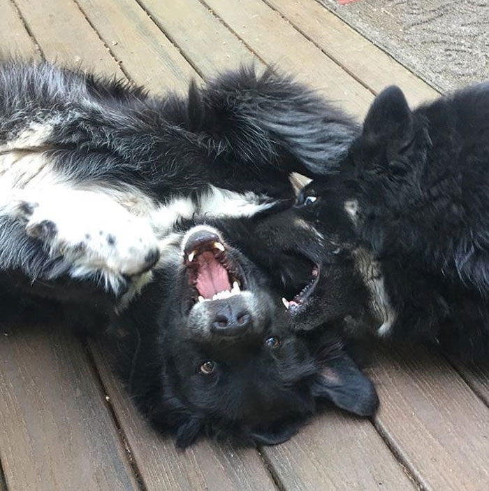 Woman Shares Her Epic Dog Saga On Twitter, And It Will Bring You Tears Of Laughter