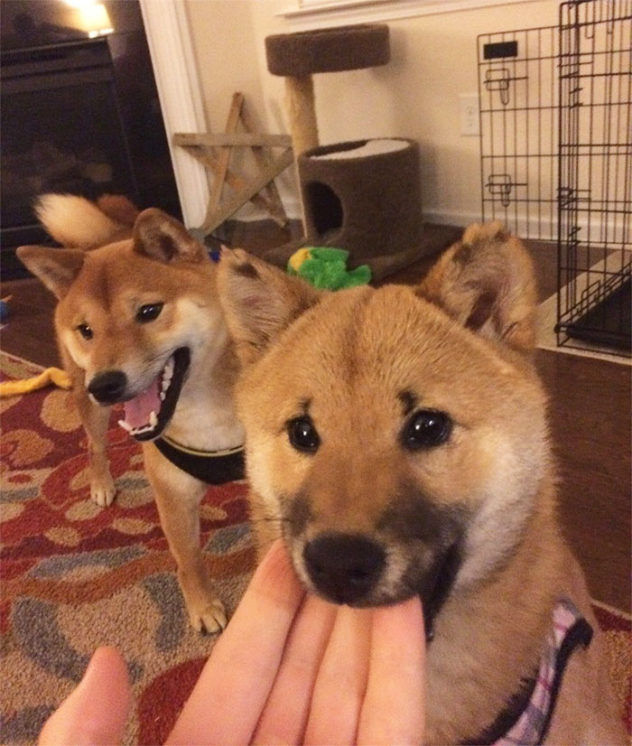 Went To Pet A Shiba Inu...