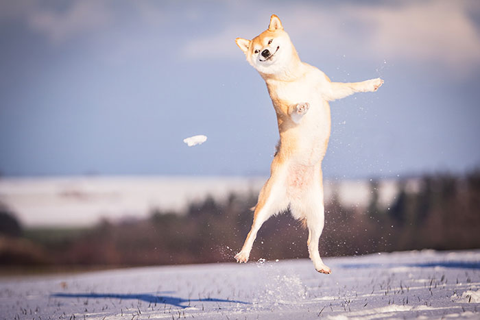 Suki The Jumping Dog