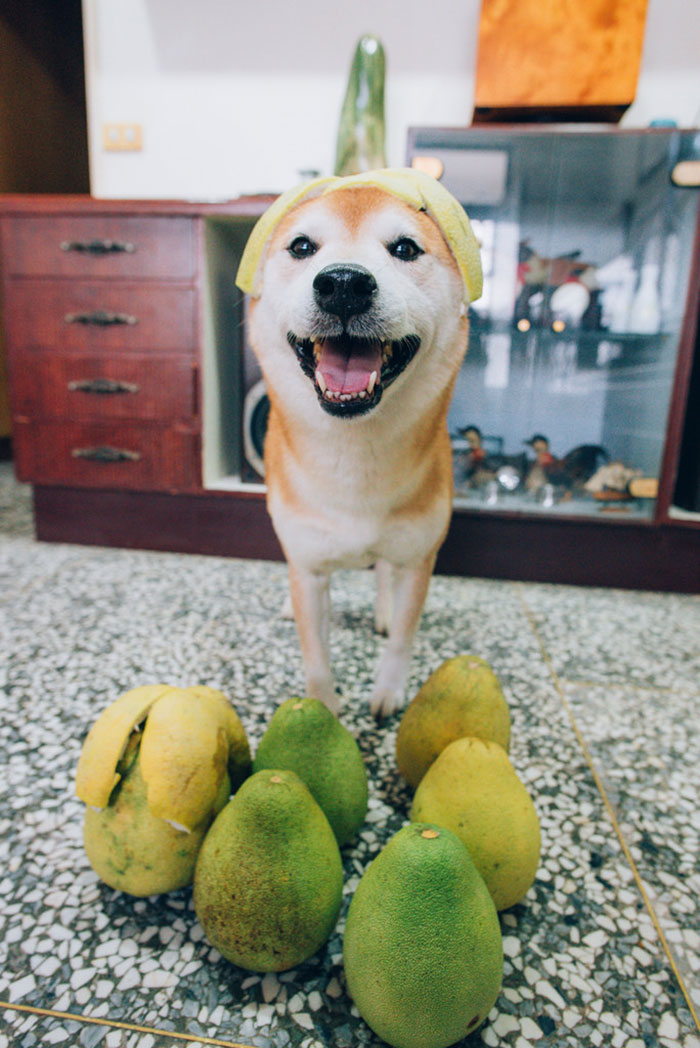 Shiba With A Helmet