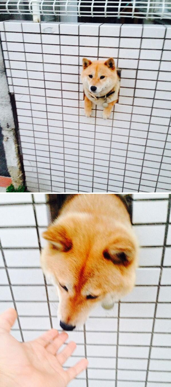 Hey, Human, Don't Mind Me, I'm Just Sittin Here Chillin