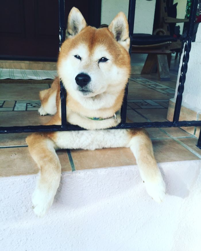 Odd Shiba