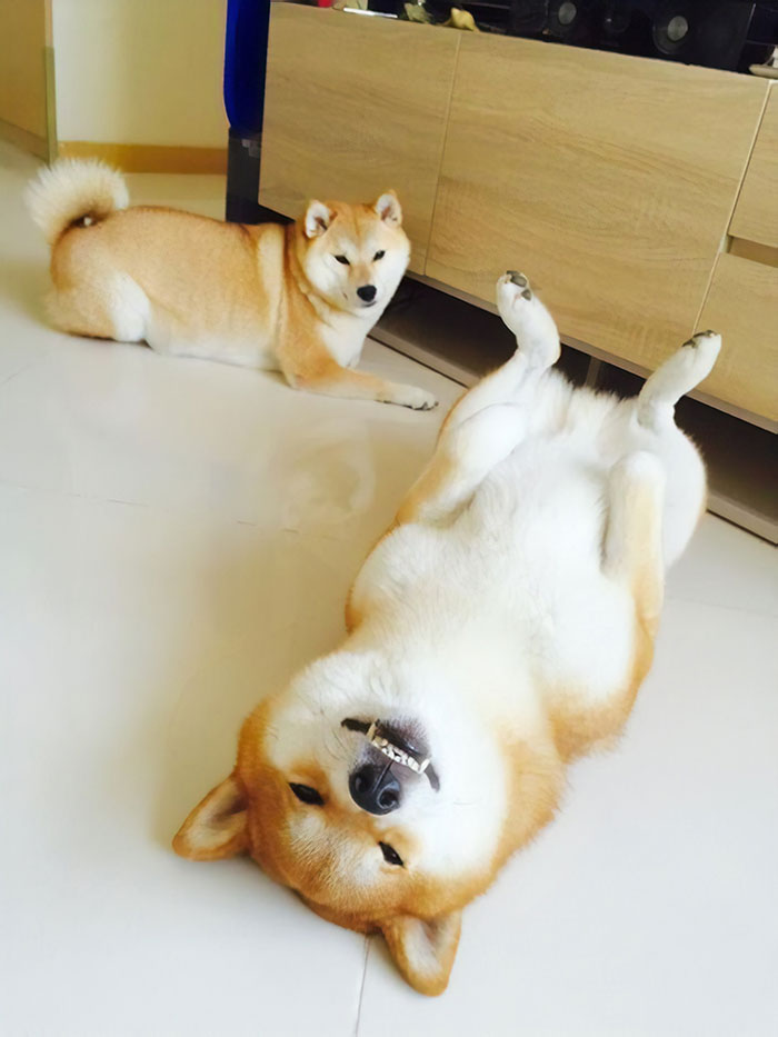 Two Sides Of The Same Breed