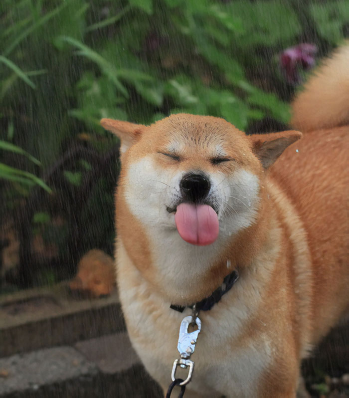 Shiba In The Rain