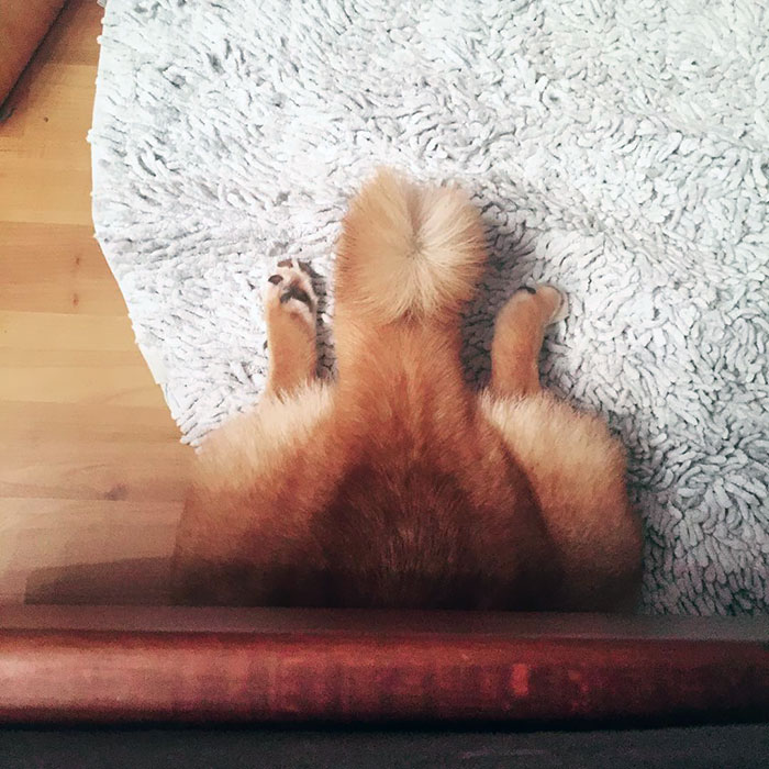 Sleeping Shiba