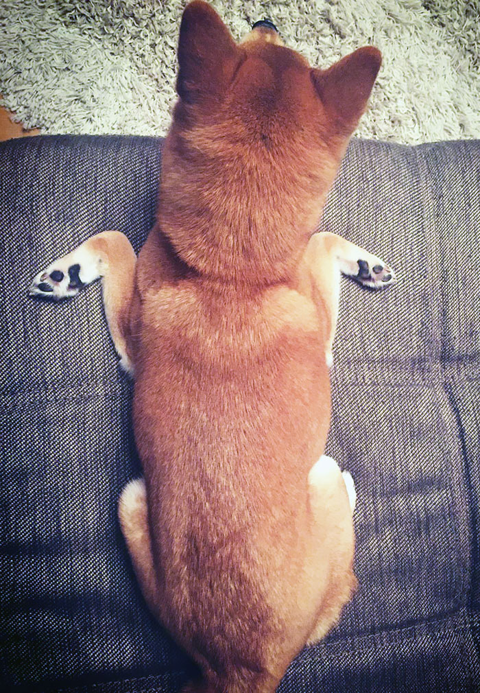 Shiba Pretends She Is A Fur Seal