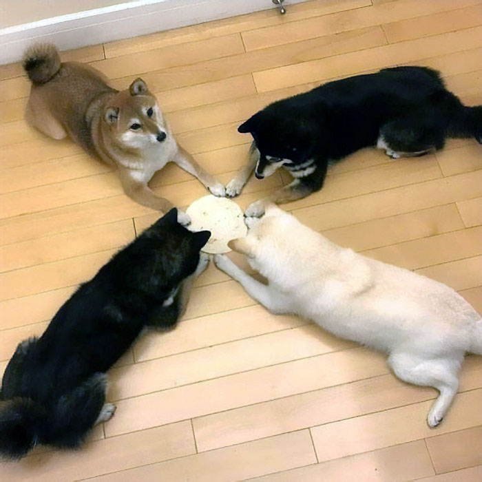 Looks Like The Ouja Boards Are Back And Popular With The Dogs