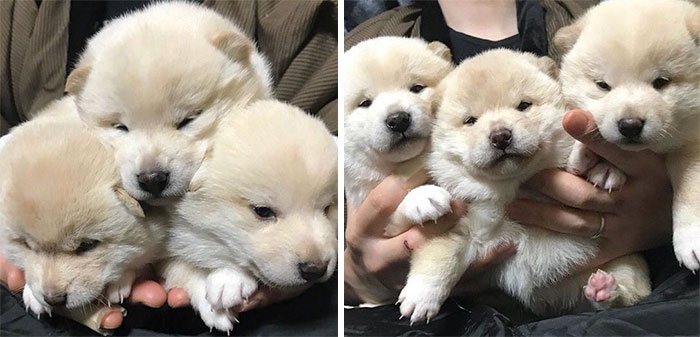 Those Are Some Odd Looking Marshmallows - What Type And Brand Is This?