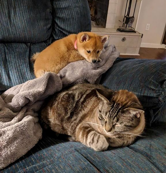 She Hopes To Get Along With The Cat One Day