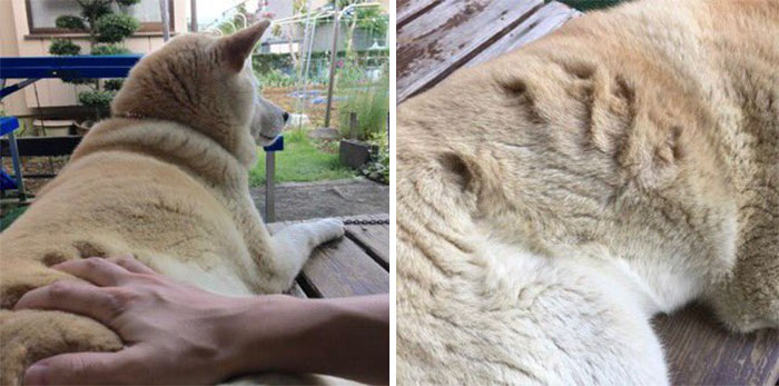 Conspiracy Theory: Memory Foam Is Made From Shiba Inus