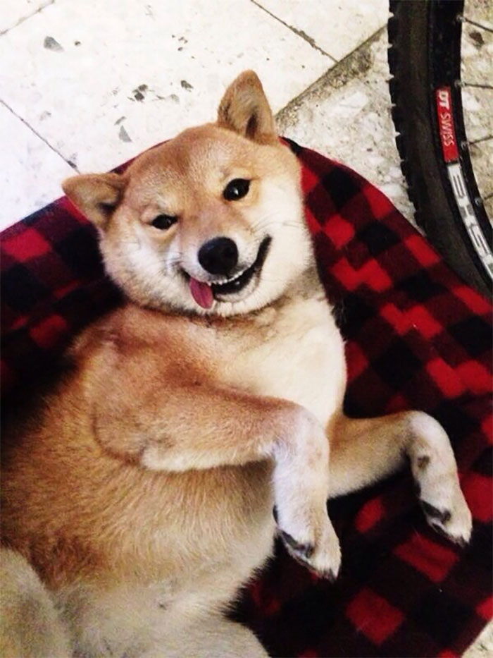 I Have The Dorkiest Shiba