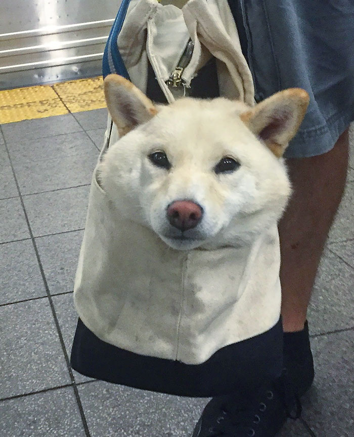 Bag Of Shibe