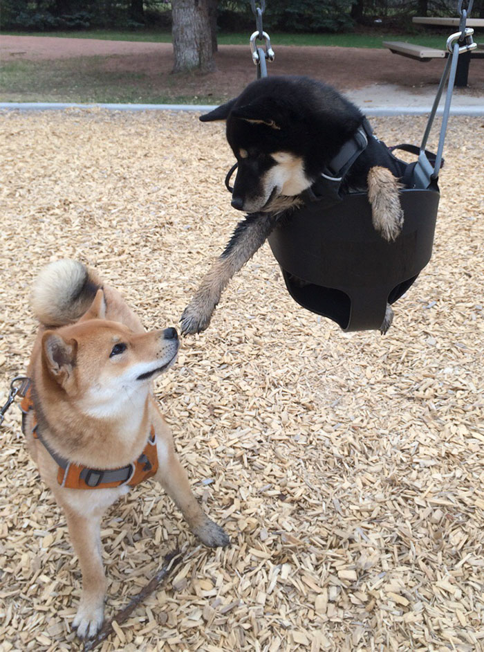 The Creation Of Shibe